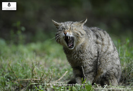 Personal Injury Attorney «Hutchison & Stoy, PLLC», reviews and photos