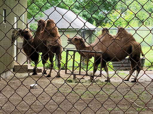 Zoo «Franklin Park Zoo», reviews and photos, 1 Franklin Park Rd, Boston, MA 02121, USA