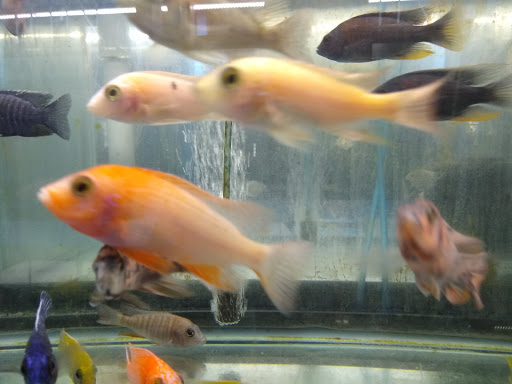 Tropical Fish Store «KHC Aquarium», reviews and photos, 150-1 Northern Blvd, Flushing, NY 11354, USA