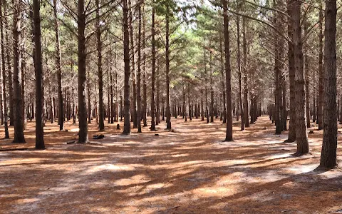 Tokai Lower Plantation image