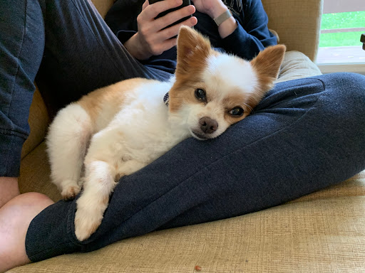 Pet Supply Store «PetSmart», reviews and photos, 5154 Nicholson Ln, Kensington, MD 20895, USA