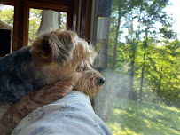 Happy & Fed Pet Care - Photo 1 - Car repair in , Knoxville