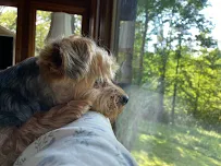 Happy & Fed Pet Care - Car repair in , Knoxville - Rated 5.0/5