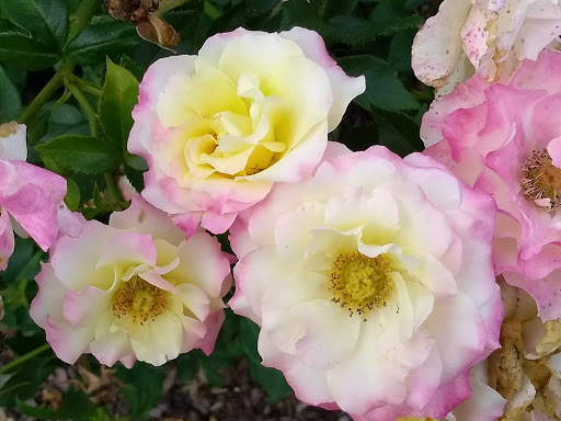 Golf Course «Cantigny Golf», reviews and photos, 27W270 Mack Road, Wheaton, IL 60189, USA