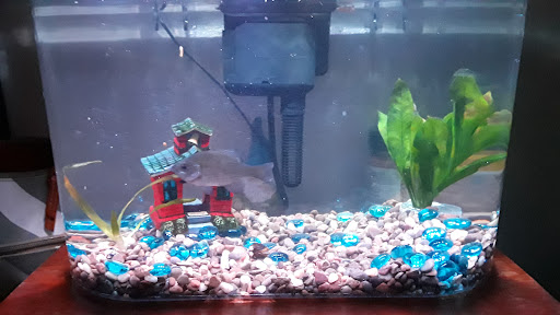 Pet Store «Hackettstown Pet Supplies», reviews and photos, 141 Main St, Hackettstown, NJ 07840, USA