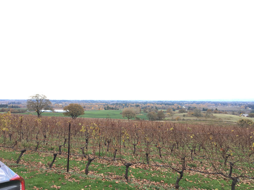 Winery «Redhawk Vineyard & Winery», reviews and photos, 2995 Michigan City Ln NW, Salem, OR 97304, USA