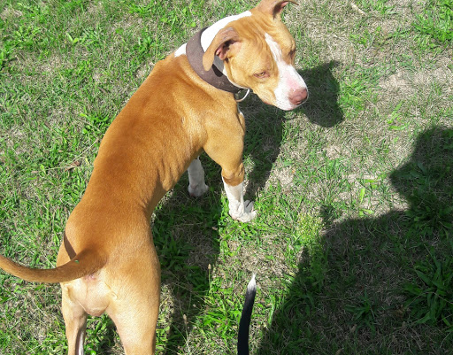 Pet Supply Store «Detroit K-9 Pet Supplies», reviews and photos, 7030 Michigan Ave, Detroit, MI 48210, USA