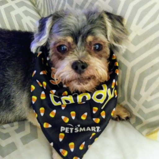 Pet Supply Store «PetSmart», reviews and photos, 5336 Westpointe Plaza Drive, Columbus, OH 43228, USA