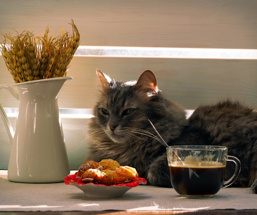 Frisky Business Palm Springs Cat Cafe image