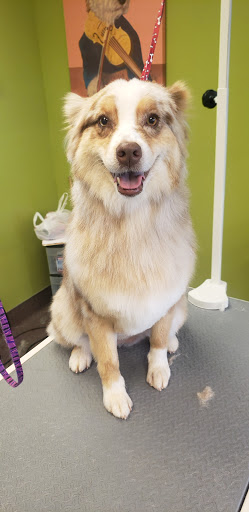 Pet Supply Store «Pet Club Cave Creek», reviews and photos, 4725 E Carefree Hwy, Cave Creek, AZ 85331, USA