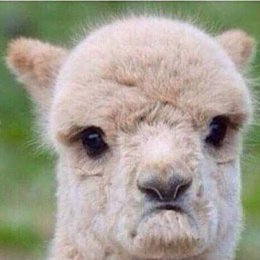 Liquor Store «Flight 747 Liquor Store & Lounge Bar», reviews and photos, 1500 Airport Rd, Jacksonville, FL 32218, USA