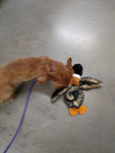 Home Improvement Store «Tractor Supply Co.», reviews and photos, 716 Mohawk St, Herkimer, NY 13350, USA