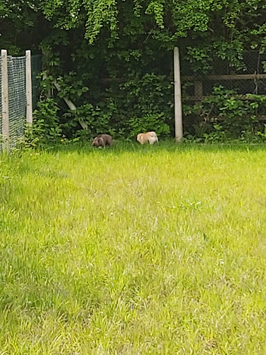 Society for Abandoned Animals