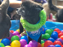 Wags And Whiskers - Photo 8 - Car repair in Little Rock, AR, Little Rock