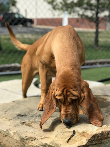 Pet Store «Happy, Clean and Smart», reviews and photos, 5700 W Kilgore Ave, Muncie, IN 47304, USA