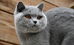 Chatterie des Lous de Cayac : Élevage et vente de chatons British Shorthair Gradignan