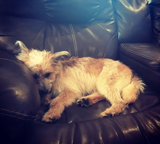 Pet Supply Store «PetSmart», reviews and photos, 3335 Cobb Pkwy NW #400, Acworth, GA 30101, USA