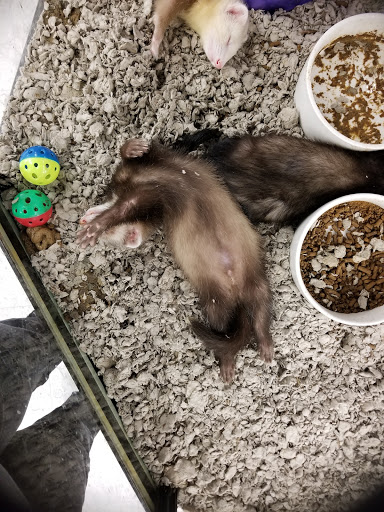 Pet Supply Store «Petco Animal Supplies», reviews and photos, 3320 Stockton Hill Rd, Kingman, AZ 86409, USA