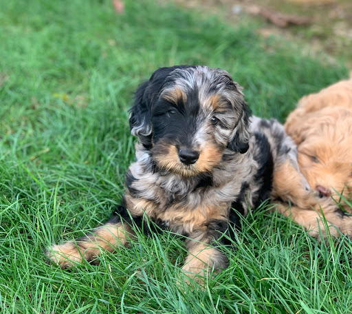 Great Day Labradoodles