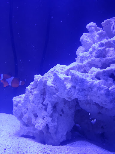 Pet Supply Store «Monrovia Tropical Fish», reviews and photos, 603 W Huntington Dr, Monrovia, CA 91016, USA