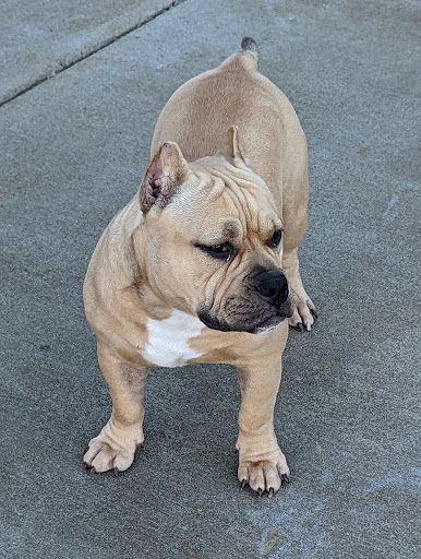 Shively Animal Clinic & Hospital: Cohn Rachel DVM image