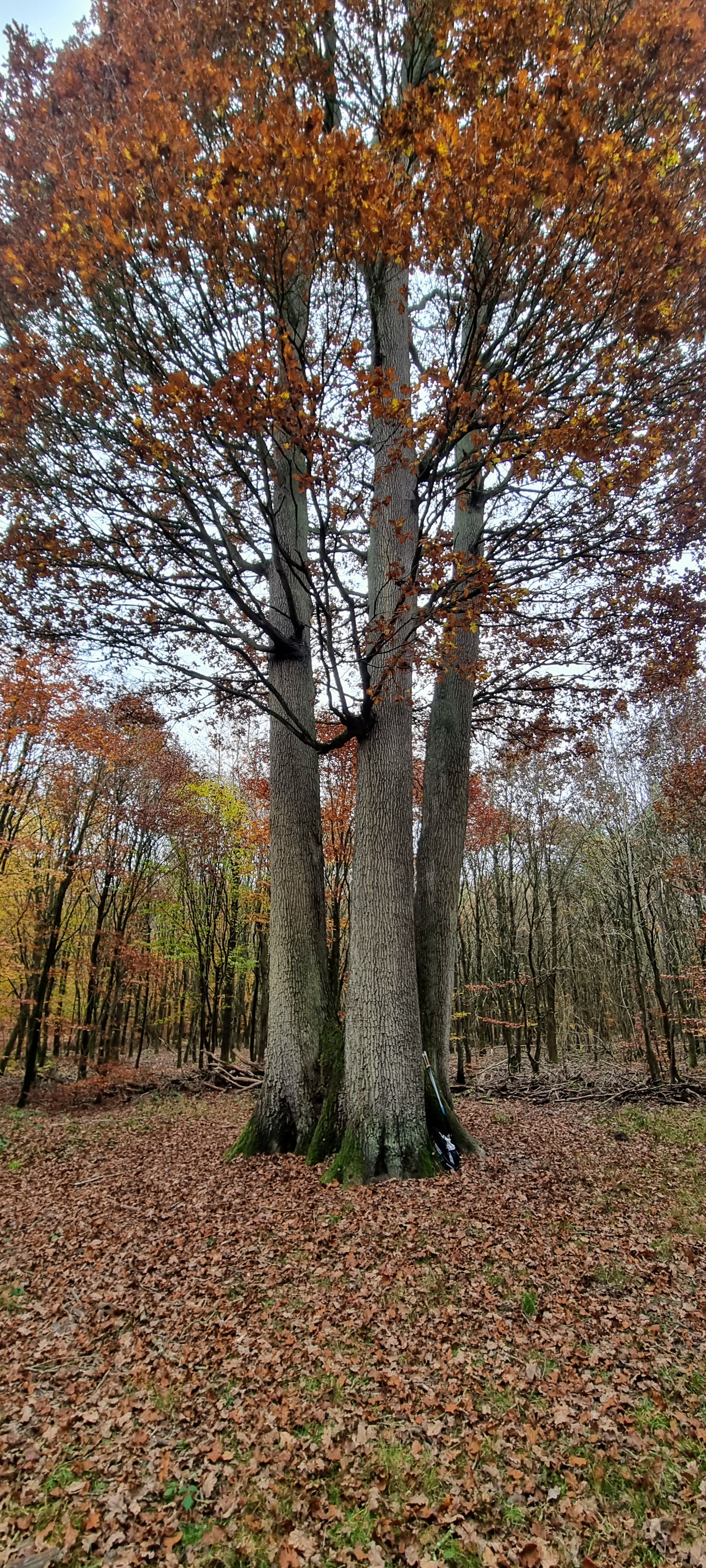 Photo n° 3 de l'avis de Gregory.r fait le 31/10/2022 à 08:55