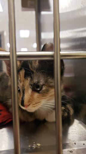 Pet Supply Store «PetSmart», reviews and photos, 26063 Great Northern Shop Center, North Olmsted, OH 44070, USA