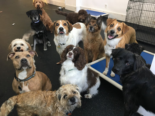 St. Paws Dog Daycare & Boarding & Grooming