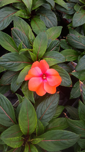 Garden Center «Nanticoke Gardens», reviews and photos, 1543 Union Center Maine Hwy, Endicott, NY 13760, USA