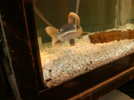 Tropical Fish Store «Age of Aquariums», reviews and photos, 118 N Cedar Ave, Cookeville, TN 38501, USA