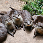 Photo n° 13 de l'avis de Carole.a fait le 17/06/2023 à 20:31 pour Réserve Zoologique de Calviac à Calviac-en-Périgord