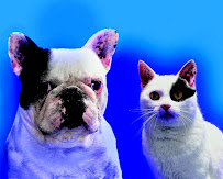 At Home Comforts Pet Sitting - Photo 4 - Car repair in , Panama City