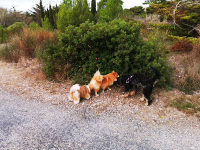 Can Sirius Éducation Canine à Torreilles