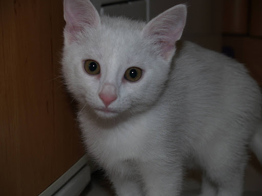 Clínica Veterinaria Nueva Santa Bárbara en Vitoria-Gasteiz