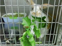 さかい動物病院