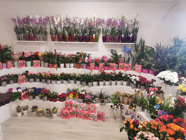 Milo Flower & Gift Shop 2 - Florărie
