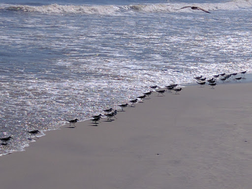 Bar & Grill «The Club at Diamond Beach», reviews and photos, 600 E Raleigh Ave, Wildwood Crest, NJ 08260, USA