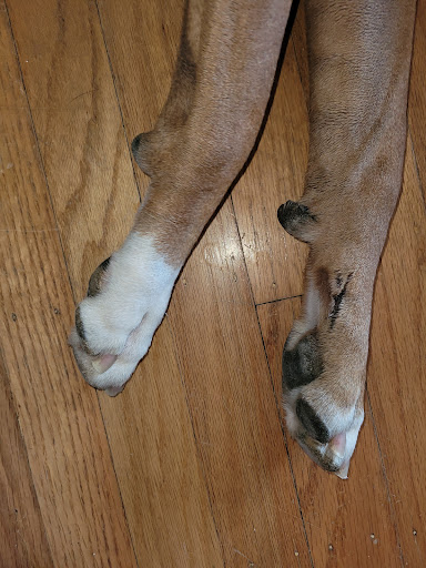 Pet Supply Store «Pet Supplies Plus», reviews and photos, 2091 Bronze Star Dr, Woodland, CA 95776, USA