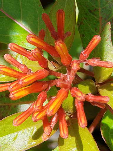 Nature Preserve «Calusa Nature Center & Planetarium», reviews and photos, 3450 Ortiz Ave, Fort Myers, FL 33905, USA