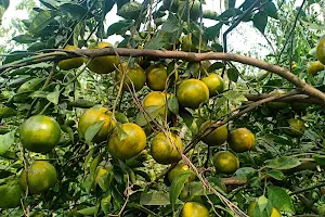 Kebon Jeruk & Tourism Picking Oranges image