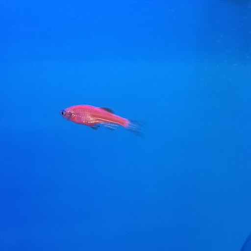 Pet Supply Store «Pet Supplies Plus», reviews and photos, 1240 Seminole Trail, Charlottesville, VA 22901, USA