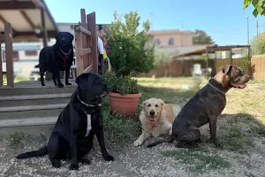 Centro di Educazione del Cane CANI ED EMOZIONI image