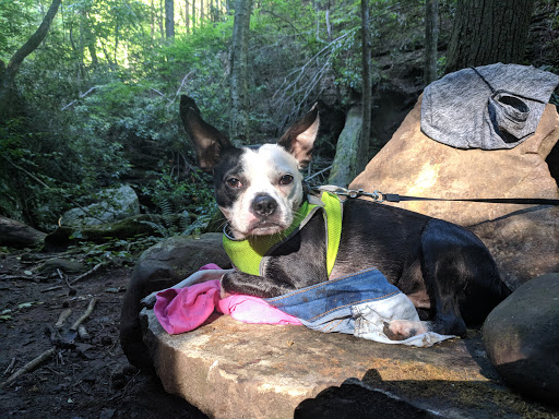 Tourist Attraction «Ozone Falls», reviews and photos, 14563 TN-1, Rockwood, TN 37854, USA