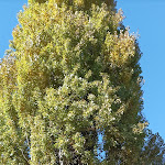 Photo n°1 de l'avis de Veronika.e fait le 30/11/2022 à 19:38 sur le  Gutshof Lana Restaurant - Pizzeria à Lana