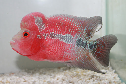 Pet Store «Aquarium Paradise», reviews and photos, 234 Washington Ave, Belleville, NJ 07109, USA