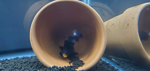 Aquarium «Reef Systems Coral Farm Inc», reviews and photos, 8459 Peter Hoover Rd, New Albany, OH 43054, USA