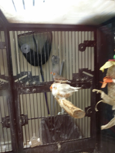 Pet Supply Store «PetSmart», reviews and photos, 198 Promenade Blvd, Flowood, MS 39232, USA