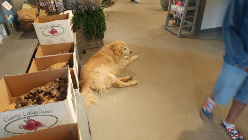 Buds N’ Blossoms: Nursery and Landscape Design