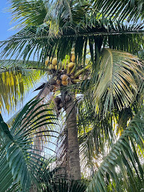 Green Tropical Full Property Maintenance LLC - Quality and Affordable Landscaping & lawn maintenance. - Photo 4 - Car repair in , Fort Lauderdale