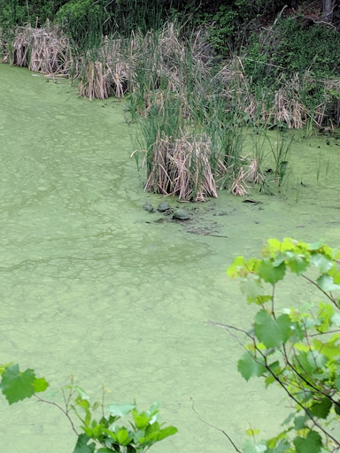 Recreation Center «Balm Park Recreation Center», reviews and photos, 14747 Balm Wimauma Rd, Wimauma, FL 33598, USA